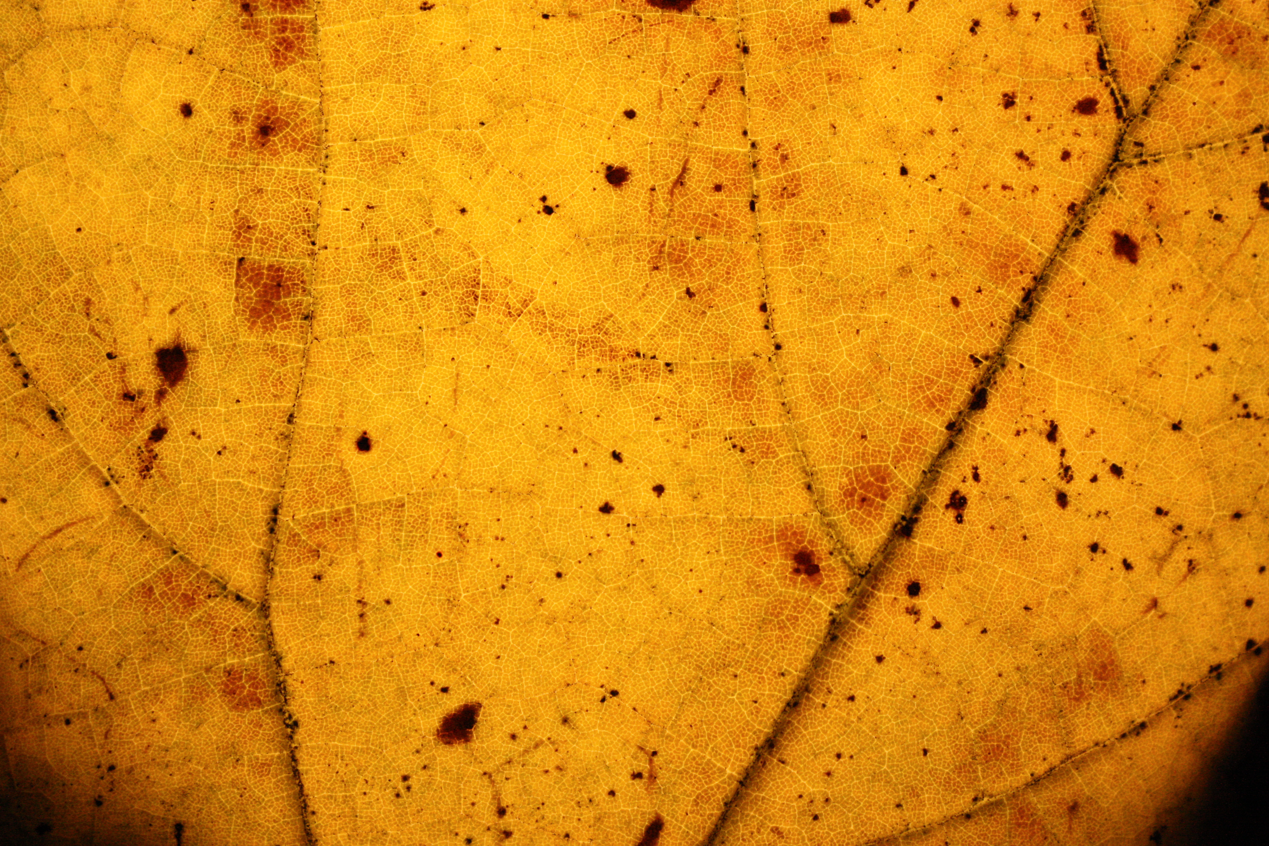 Leaf 13