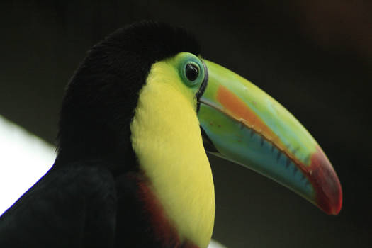 Toucan