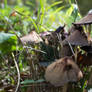 mushroom umbrellas