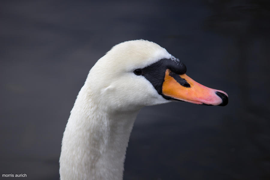 swan head