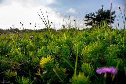 miniature forest