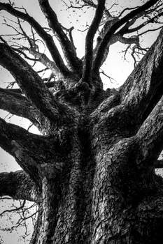 tree trunk of Turkish hazel in black and white