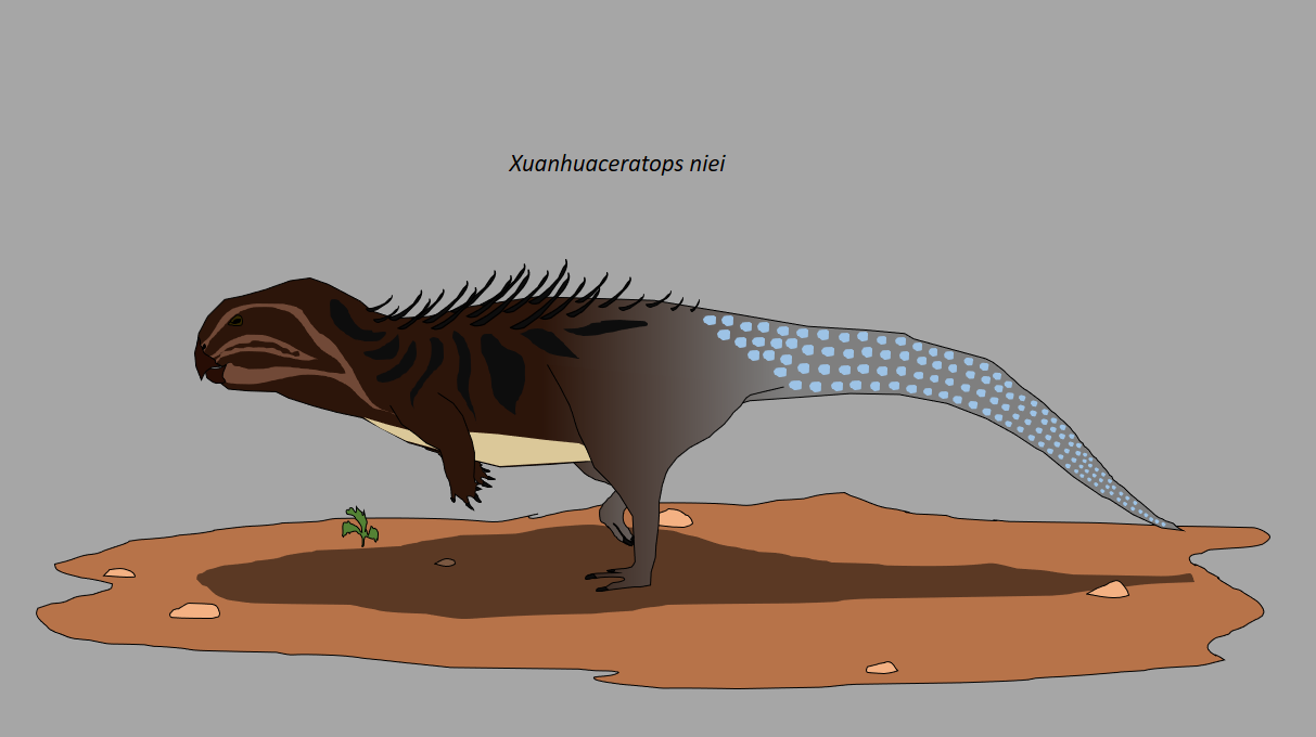 Xuanhuaceratops niei