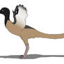 Overoraptor chimentoi