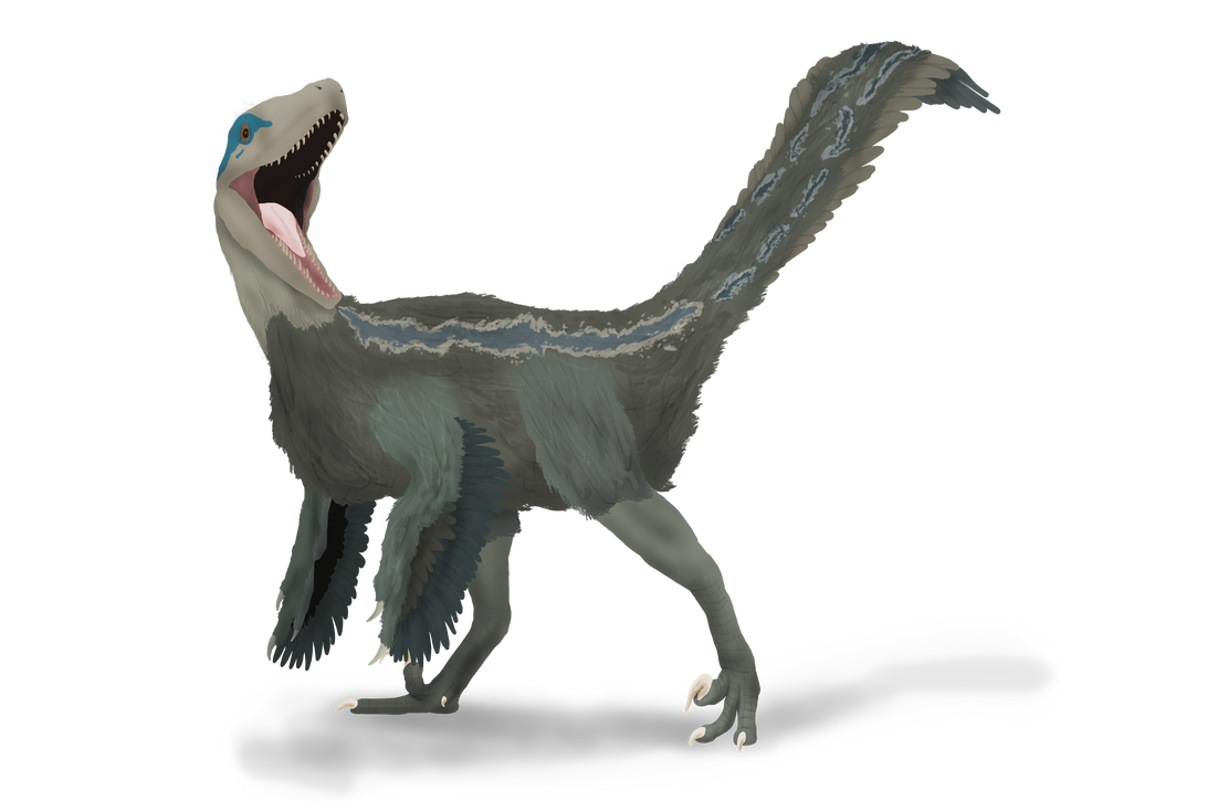 Deinonychus antirrhopus my favorite dinosaur (Art by me) : r/Dinosaurs