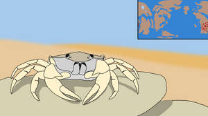 Desma 10 myh - Desert Crabs