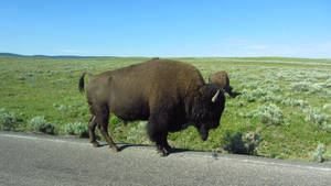 Bison :D