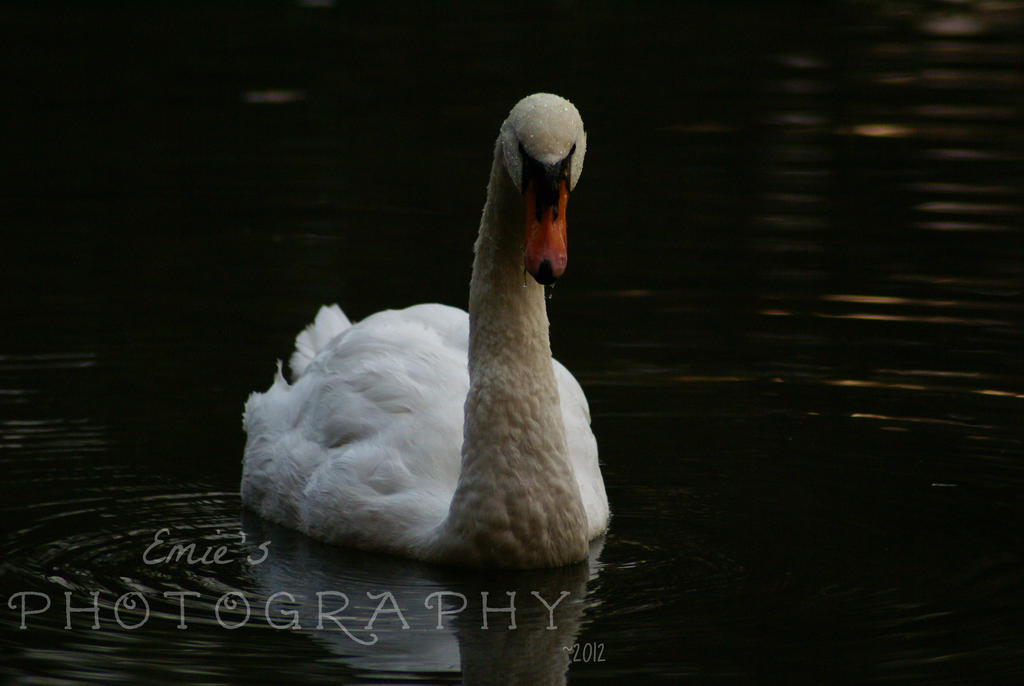 Mute Swan