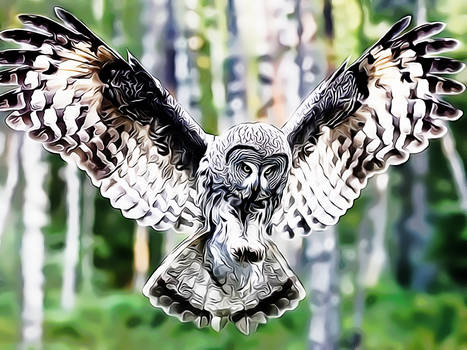 Owl