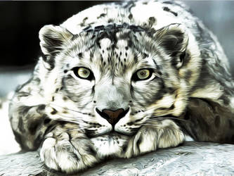 Snow Leopard