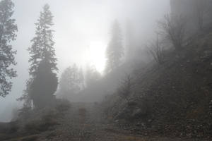 Pine trees in the Mist by Yeelka-Stock
