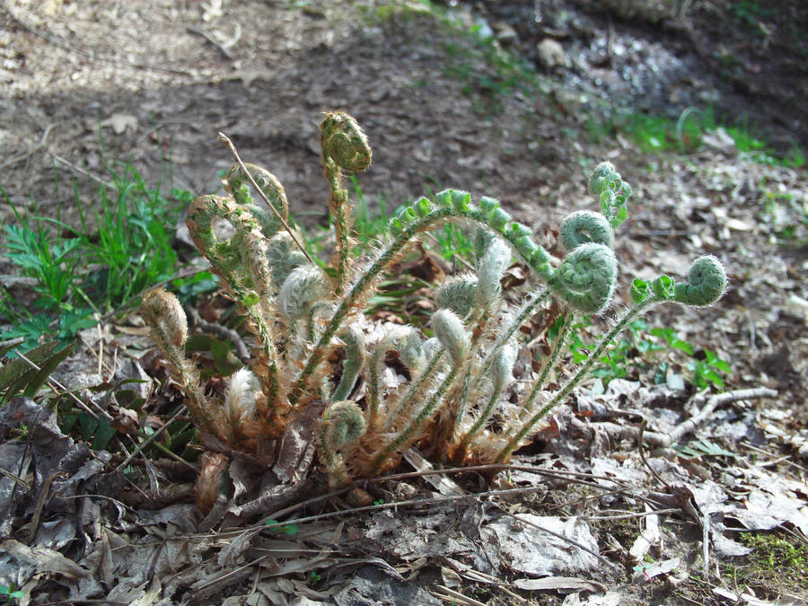 Curled Fern