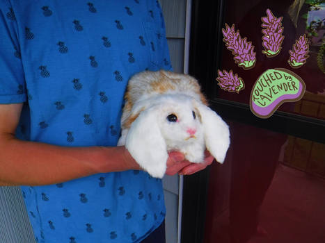 TBL recycled clothing lop rabbit