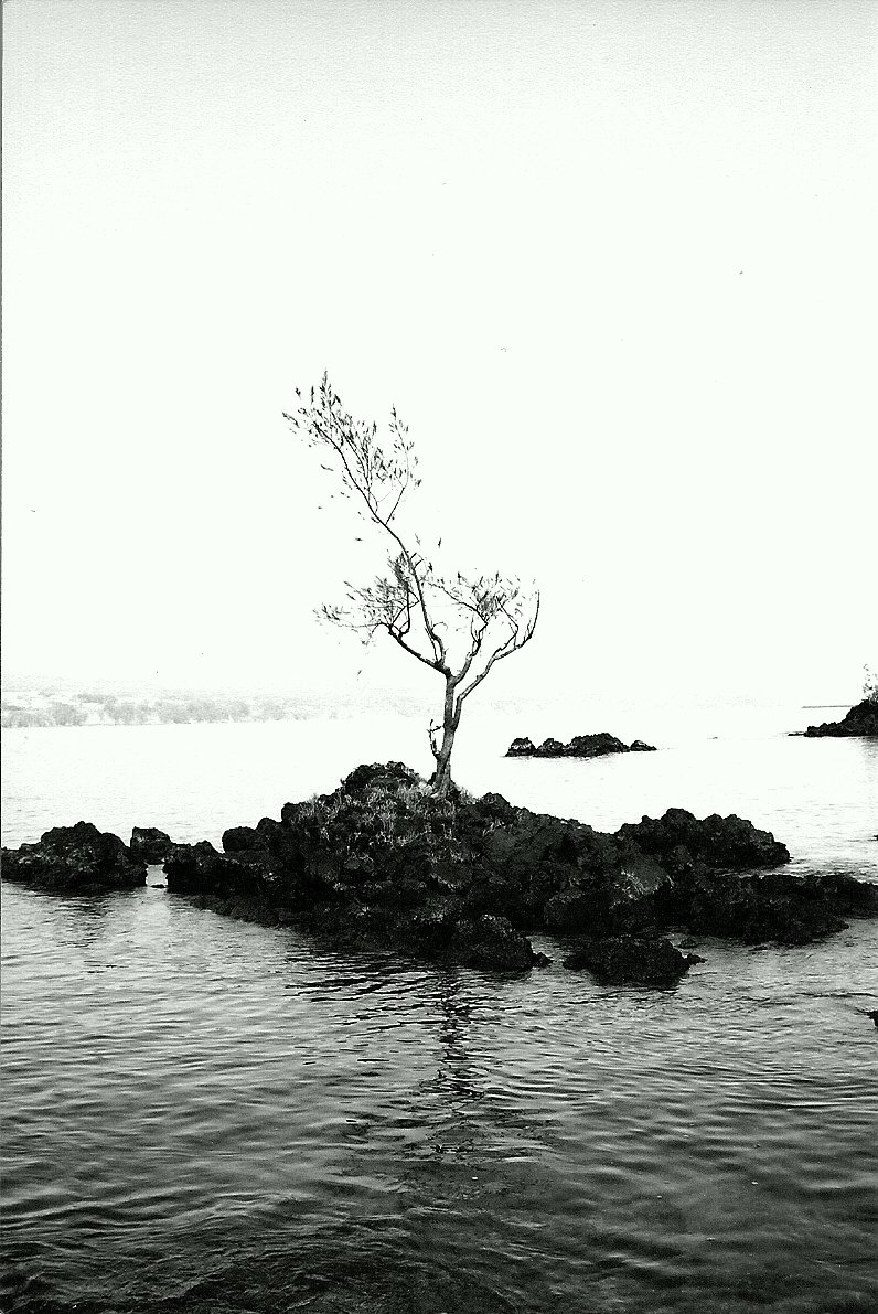 Lonely Tree