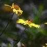 The Bee among the Flowers