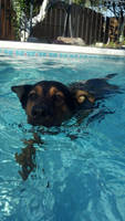 Boba in the pool