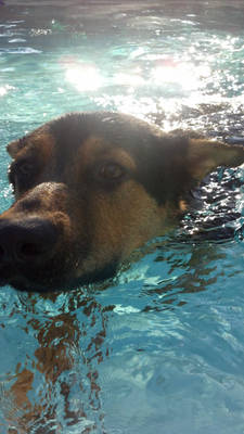 Boba in the pool