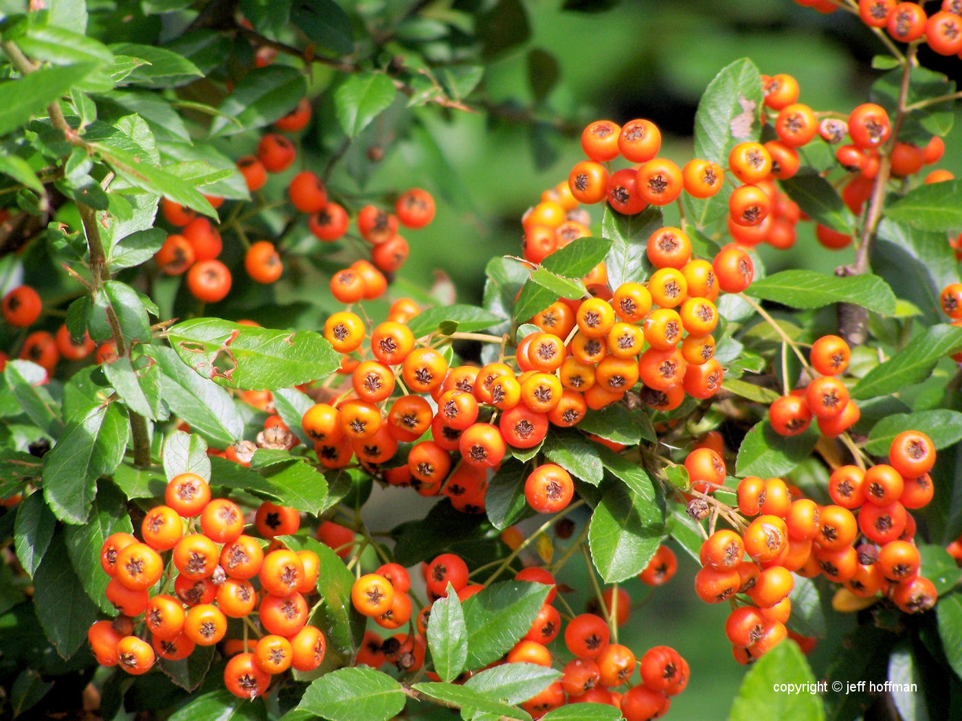 Pyracantha 02