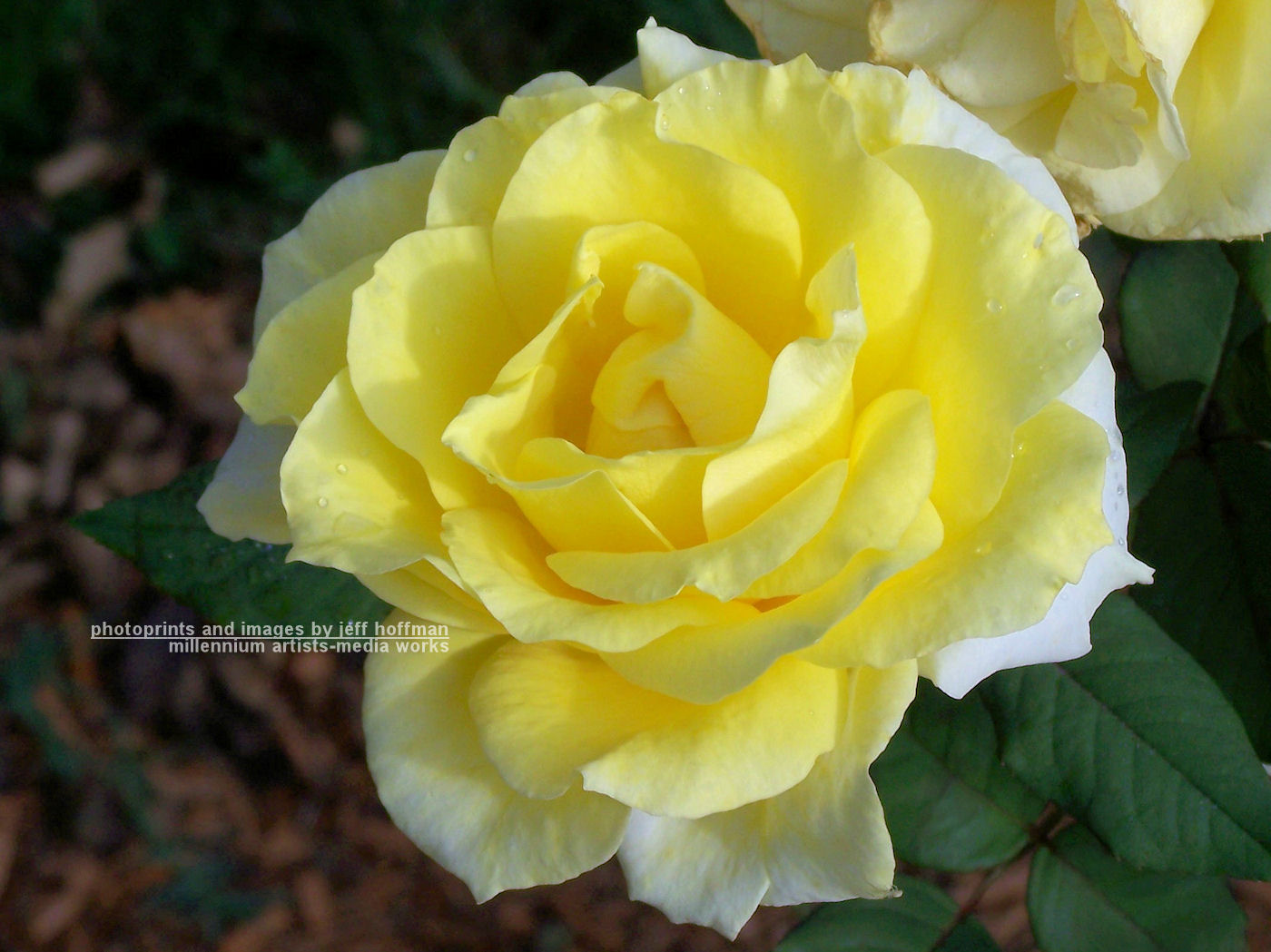 Pale Yellow Rose