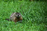 Groundhog in the Yard by JamDebris