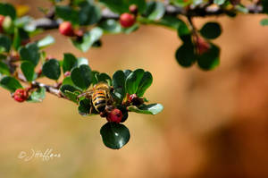 Arriere de l'abeille