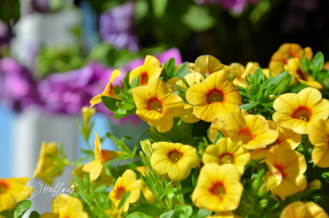 Yellow Calibrachoa