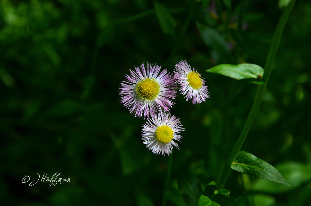 Floating Asters