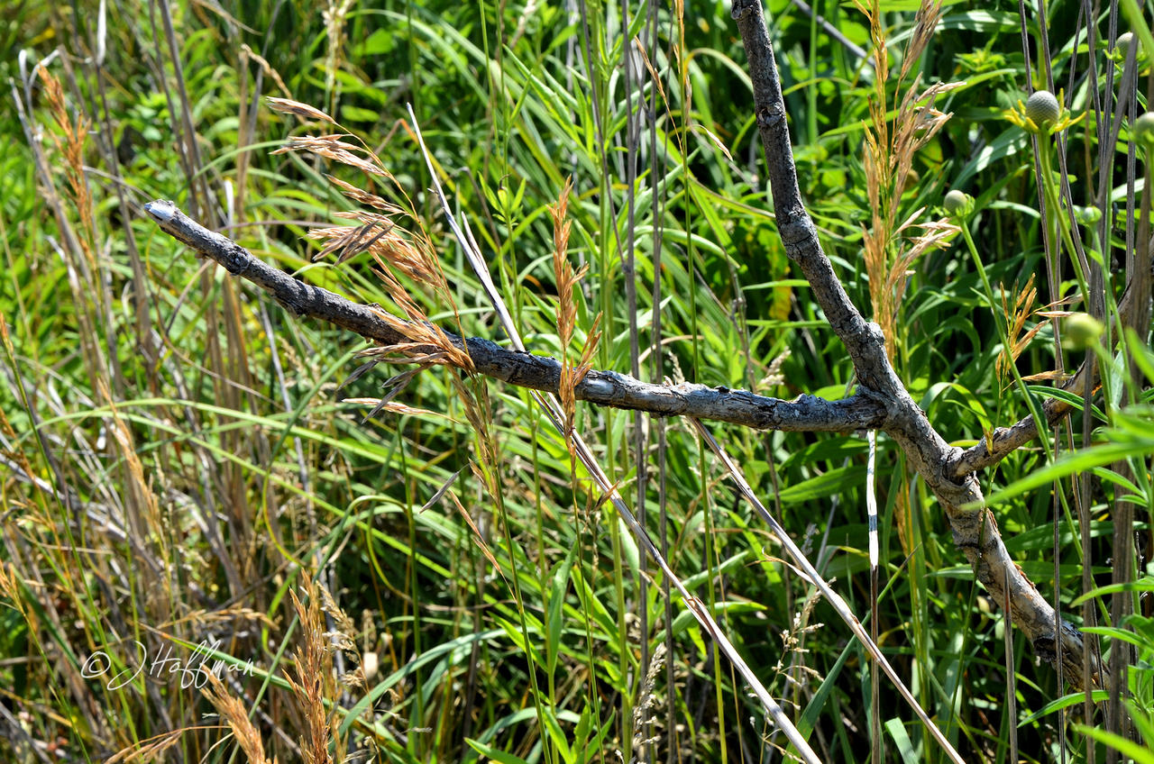 Forked Stick