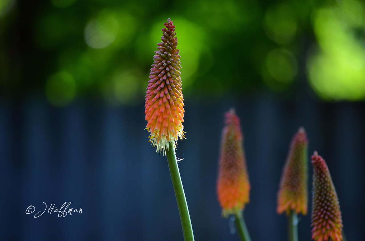 Tritoma and Bokeh