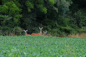 3 Deer Looking