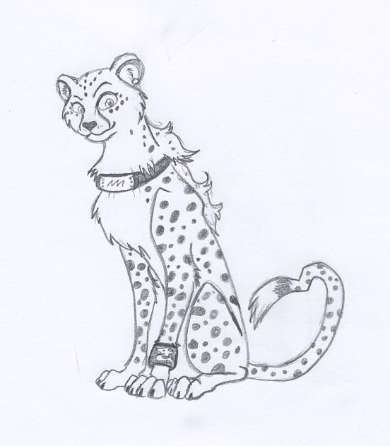 Cheetah