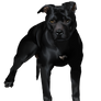 APBT digital painting