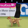 Saoirse | Crufts 2020