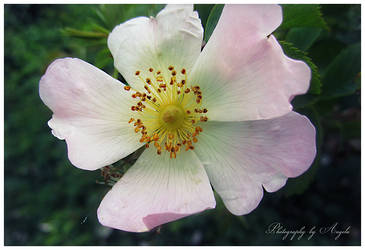 White flowerrrr