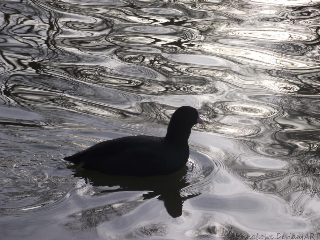 Bird Ripples Water Bird and water ripples by JannaLowe on DeviantArt