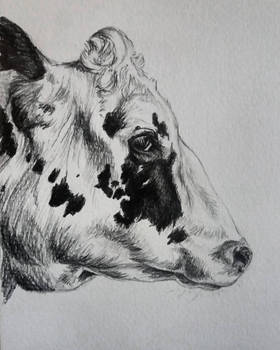 Cow Head Sketch