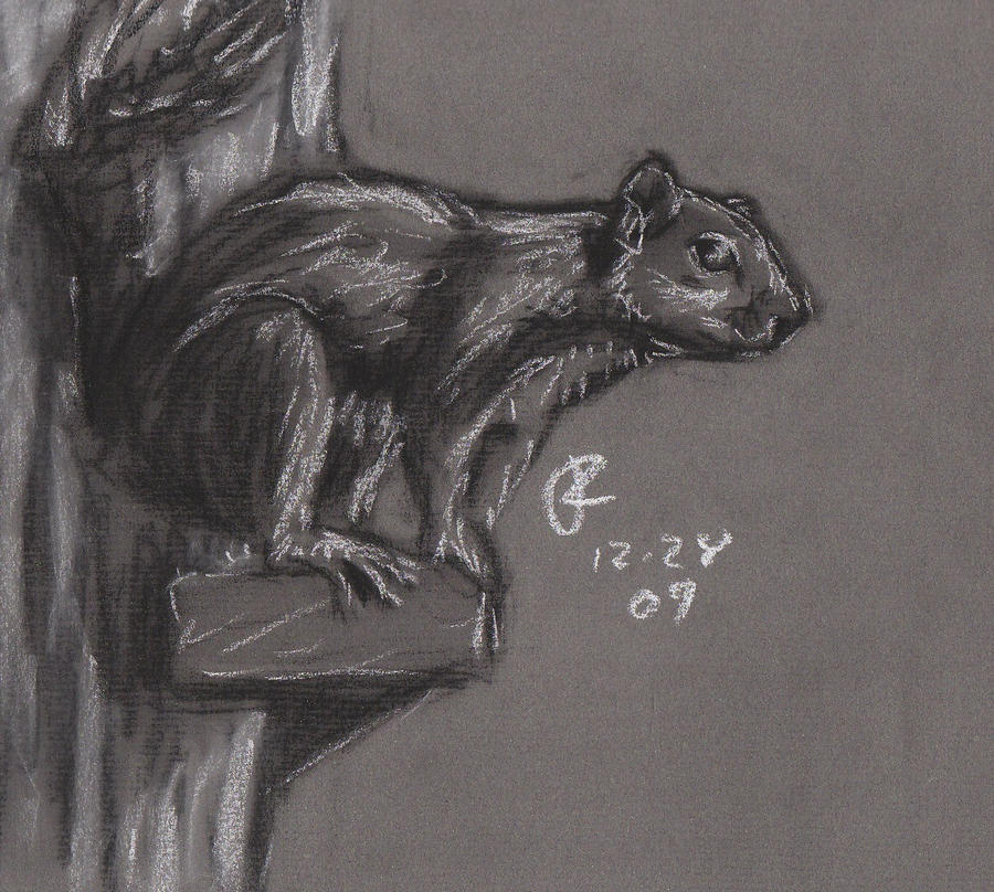 Deviantart Risumon Squirrel squirrel by jrlincoln9 on DeviantArt