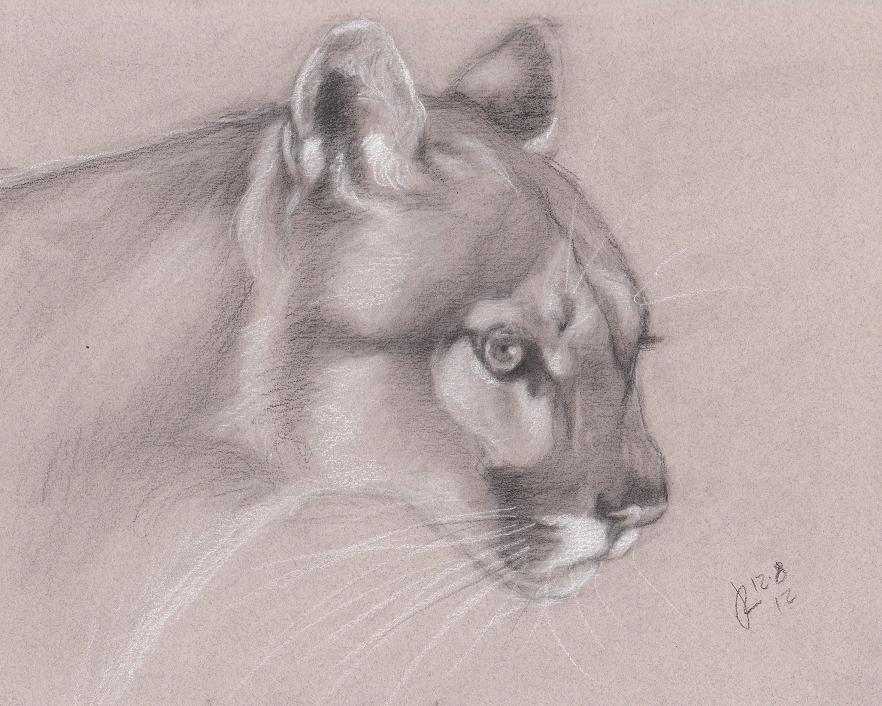 cougar 12.8.12