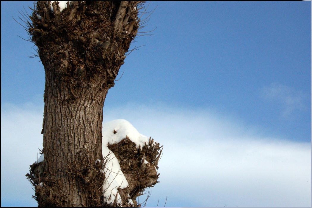 Tree Alle' by Mi10 on DeviantArt