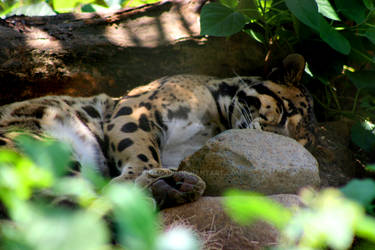 Sleepy Leopard