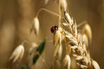 Ladybug by shimahi
