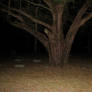 Graveyard Tree
