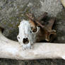 Bones 2