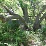Reaching Tree