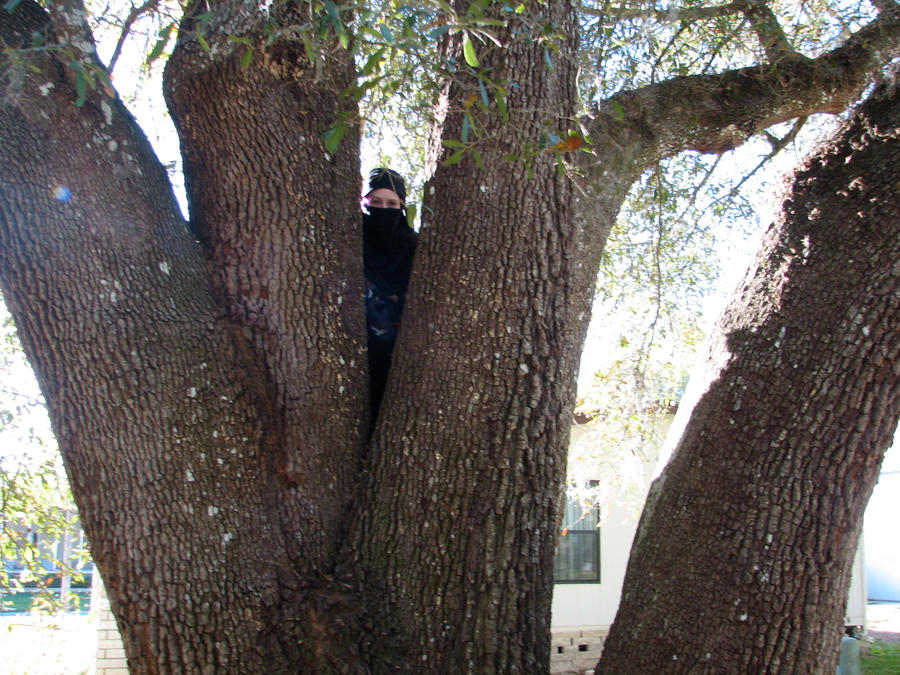 Tree Ninja