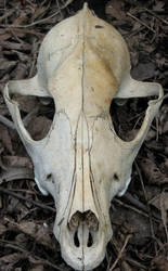 Possum Skull