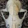 Possum Skull