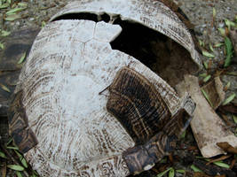 Turtle Shell 2