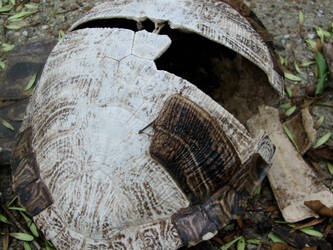 Turtle Shell 2