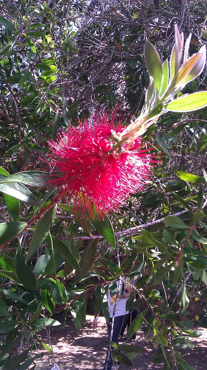 Desert flower